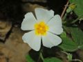 Cistus salvifolius